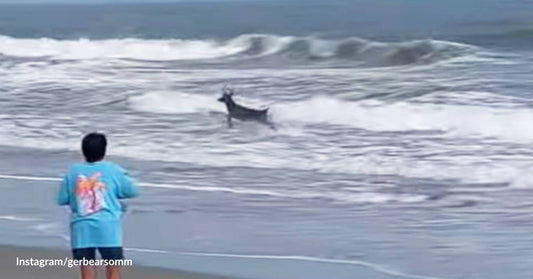 Man Can't Believe His Eyes as Deer Enjoys a Swim in the Ocean