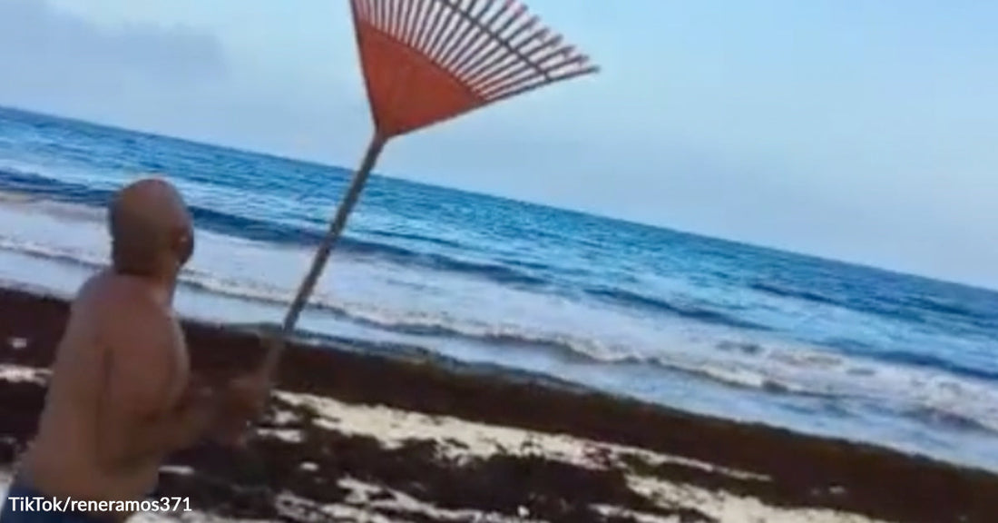 A man swings a rake near the ocean’s edge, with dark seaweed scattered across the sand.