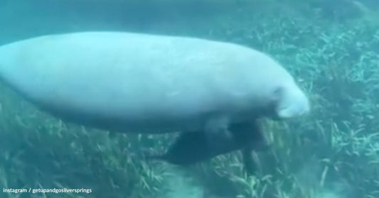 Manatee swimming gracefully underwater among lush aquatic vegetation.