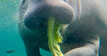 Manatee underwater eating a leafy green plant, with sunlight filtering through clear blue water.