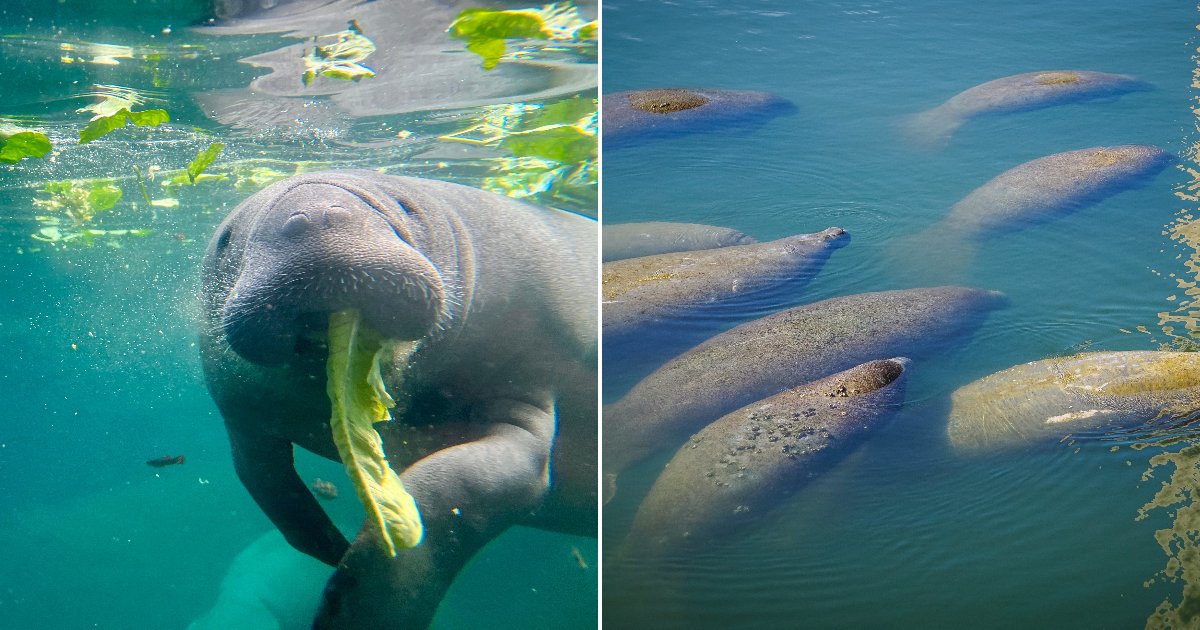 Manatees Face a Deadly Winter as Power Plants Shut Down Across Florida
