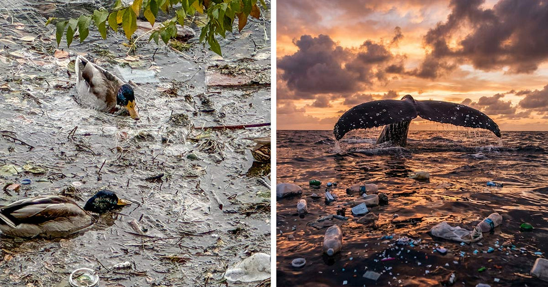 Split image showing polluted water with ducks on one side and plastic-filled ocean with whale tail on the other.