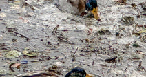 Two seabirds coated in dark oil floating in polluted water.