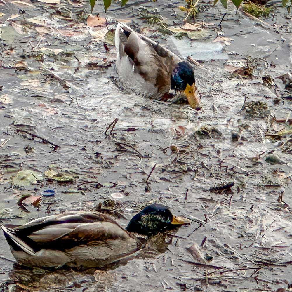 Two seabirds coated in dark oil floating in polluted water.