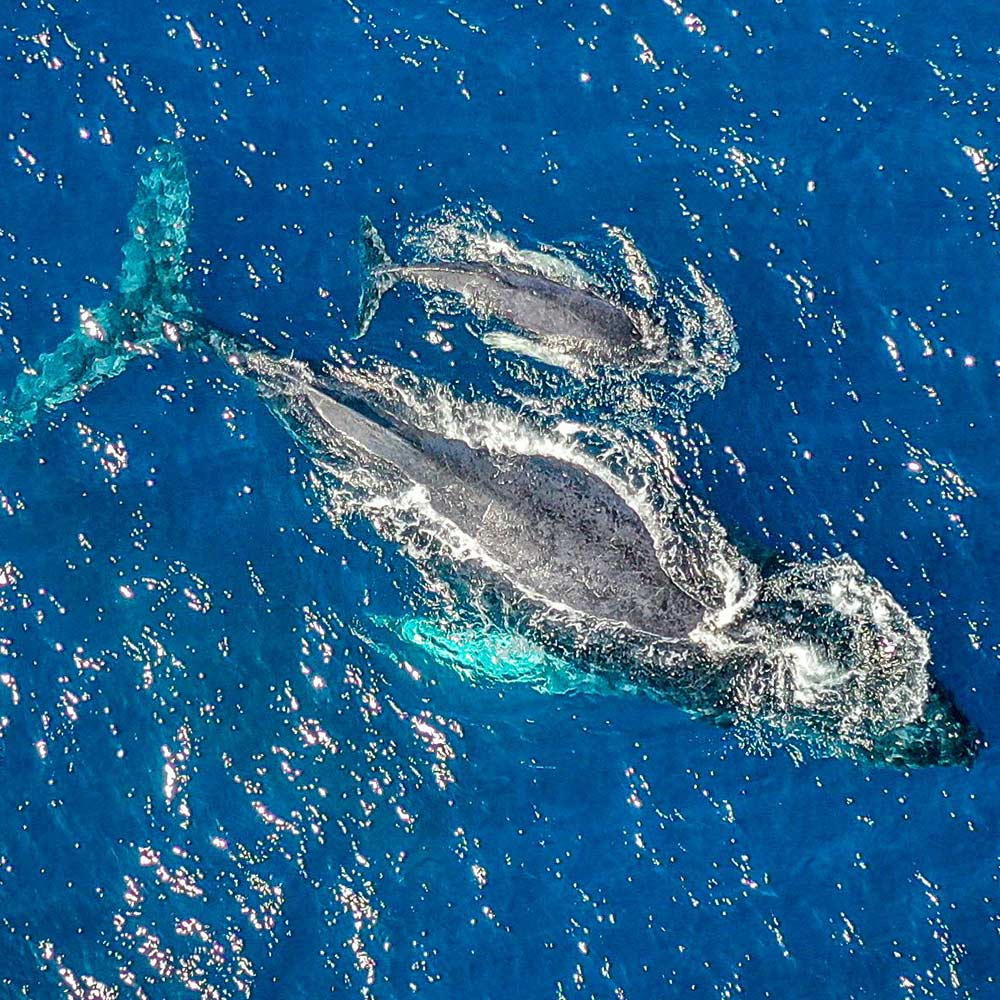 Lawmakers Push Plan That Could Drive Dolphins to Extinction