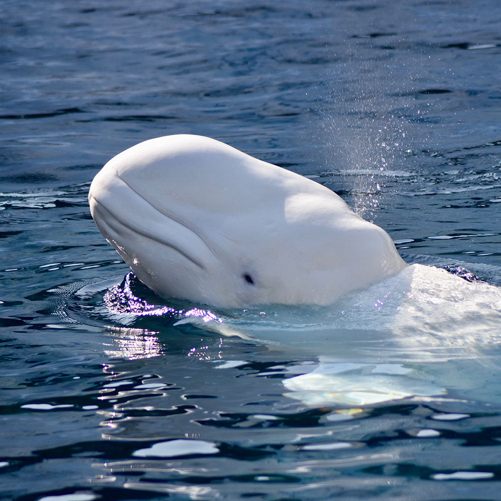Don’t Let Belugas Die For Corporate Greed And Neglect