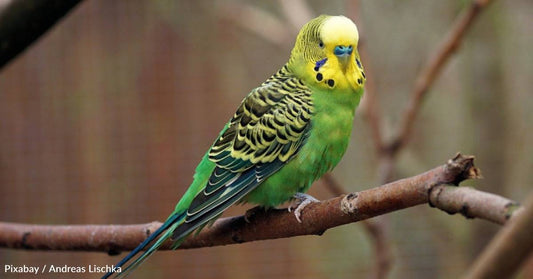 Couple Works for Months to Catch Stray Parakeet in Their Yard