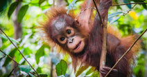 Young orangutan clinging to a tree branch in a lush green forest, looking toward the camera with bright eyes and tousled reddish fur.