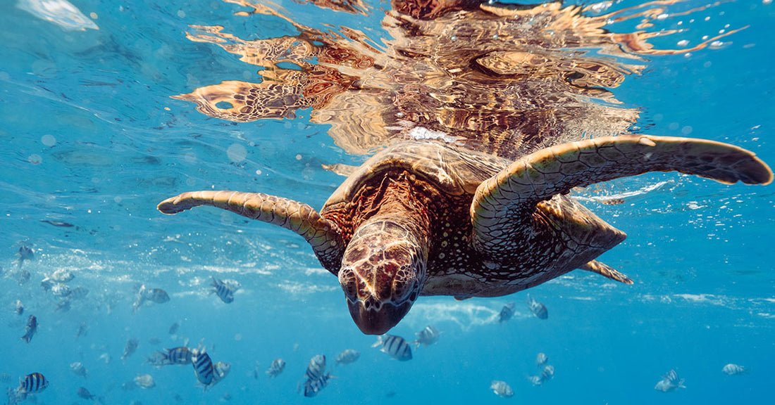 Giant Pregnant Sea Turtle Battles Back From Devastating Boat Strike