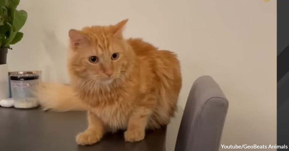 Meet Chester, a Male Cat with an Incredible Maternal Instinct