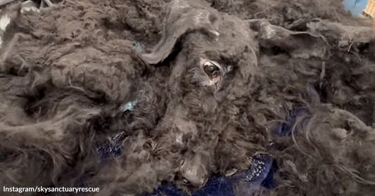 Close-up of a severely matted dog with thick tangled fur covering most of its body.