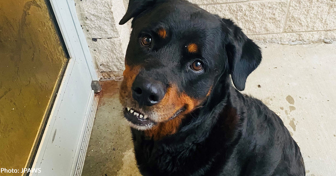 Meet Shelter Dogs Eagerly Waiting To Catch Their Flight To Freedom