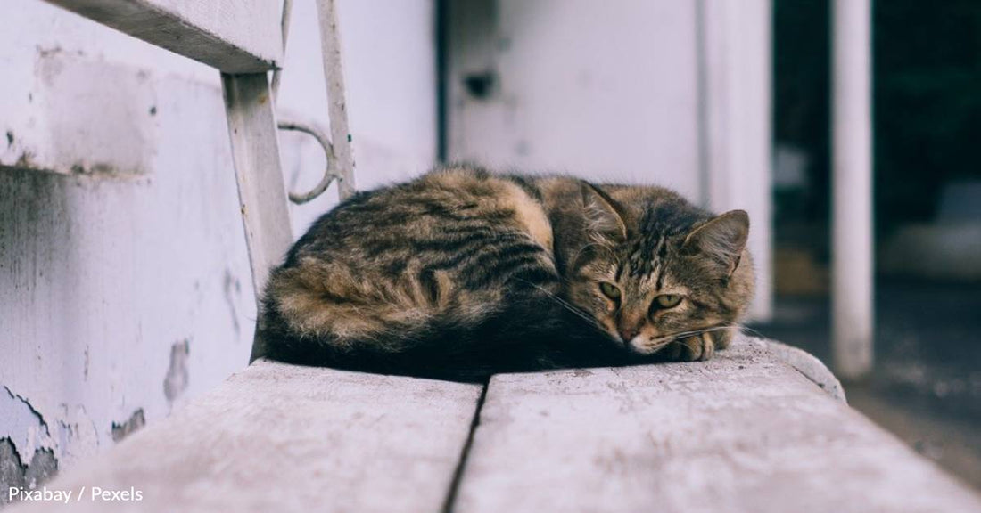 Feral Cat Rescued at Mosque Hisses at Everyone Except Her Fur Mom