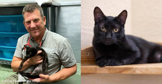 Cat Who Persevered After Being Hit By a Car is Ready for a Safe New Forever Home