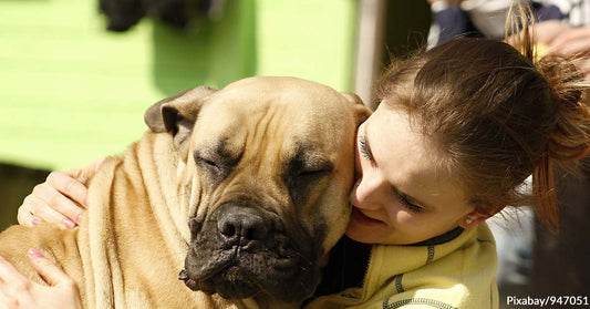 Spend Slow and Relaxing Days Accompanied by These Dog Breeds with Medium Energy Levels