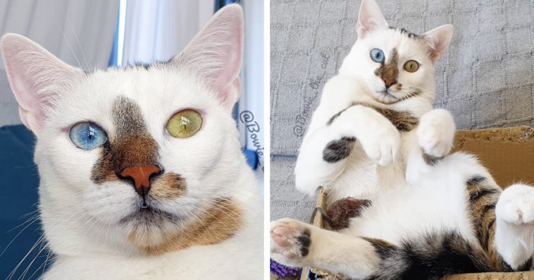 Meet Bowie: The Rescue Kitten With Different-Colored Eyes That's Famous On Instagram