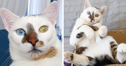 Meet Bowie: The Rescue Kitten With Different-Colored Eyes That's Famous On Instagram