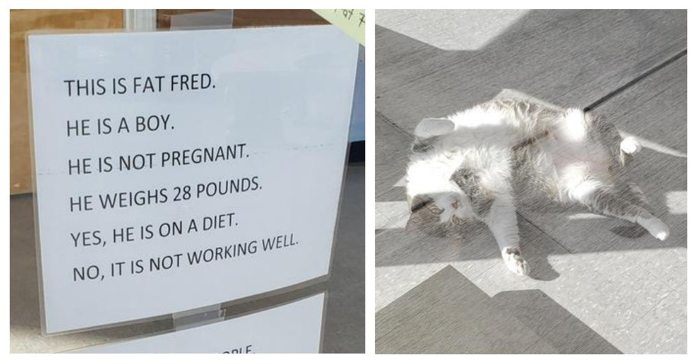 Overweight Cat Is Going Viral After Passerby Shares Vet Clinic's Hilarious Sign