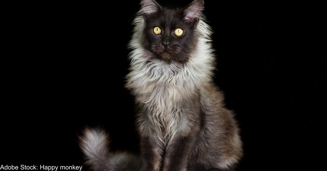 Meet Richie: The Maine Coon Cat With The Most Magnificent Coat