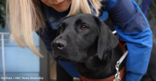 The Beautiful Moment a Woman Meets Her New Guide Dog