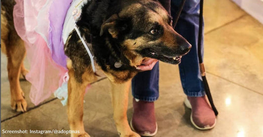 Memphis Animal Shelter Hosts "Senior Prom" To Encourage People To Adopt Older Pets