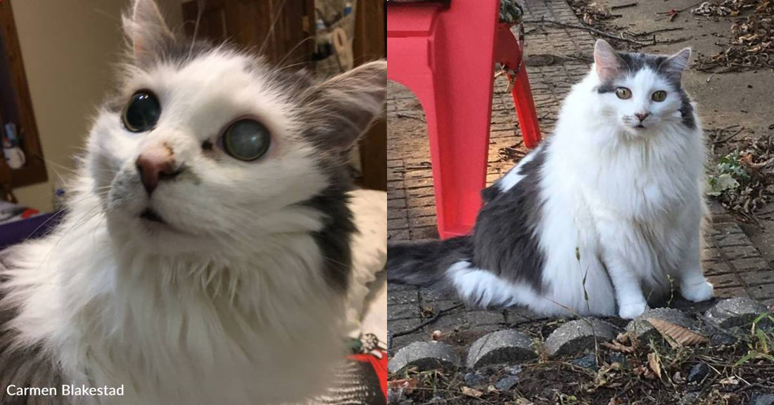 Blind, Deaf Cat Lives Fulfilling Life with His Loving Family