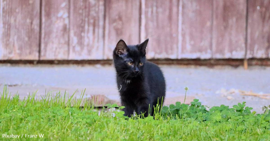 Couple Rescues 'Kitten That Won't Stop Crying,' Gets Him to the Vet Just in Time