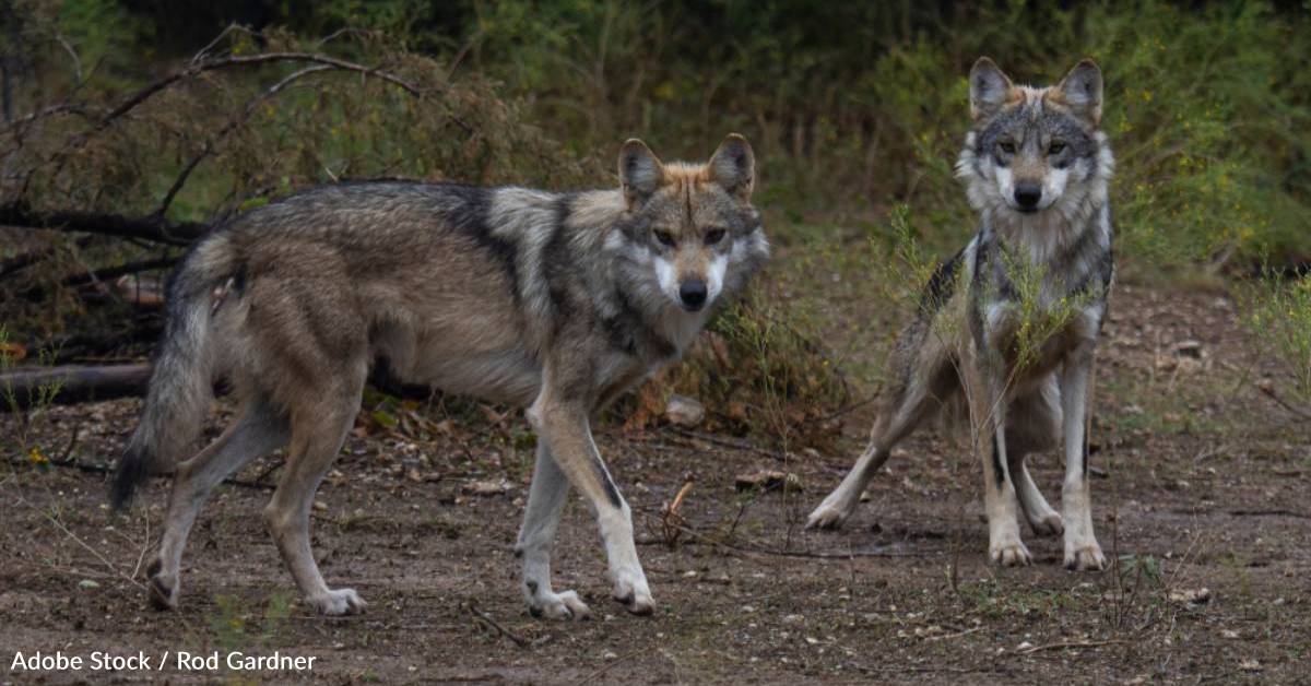 Endangered Mexican Wolves Reach Population Milestone in New Mexico and ...