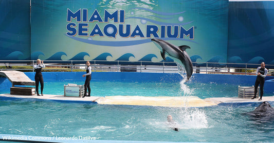 Death Shadows Dolphins and Sea Lions as Miami Seaquarium Senior Veterinarian Resigns