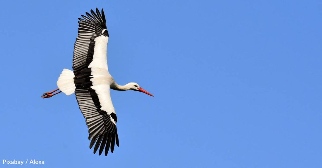 Young Birds Perfect Their Migratory Behavior Through Learning and Exploration, Research Shows