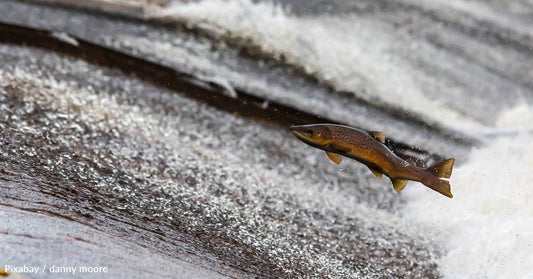 New Report: Migratory Freshwater Fish Populations Down 81% Since 1970