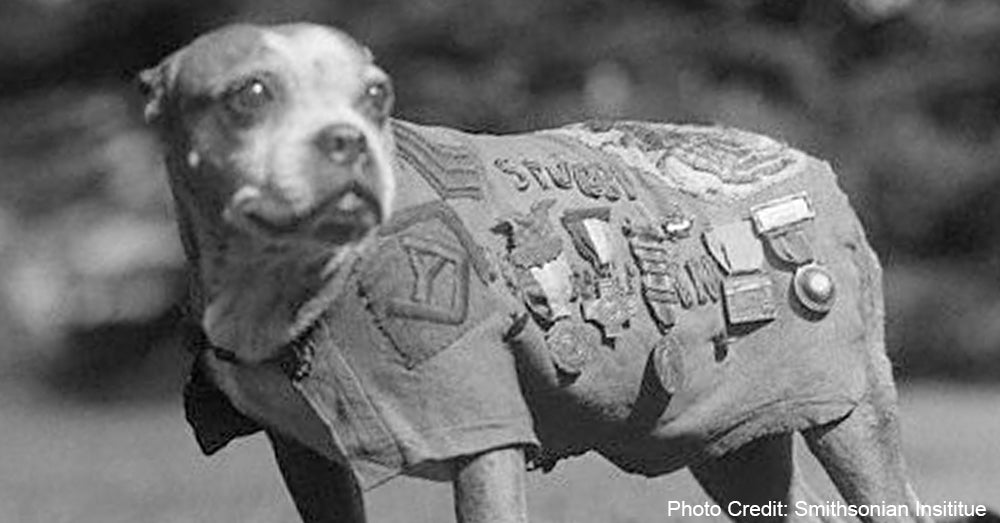 Meet Sgt. Stubby -- The Military's Most Famous War Dog