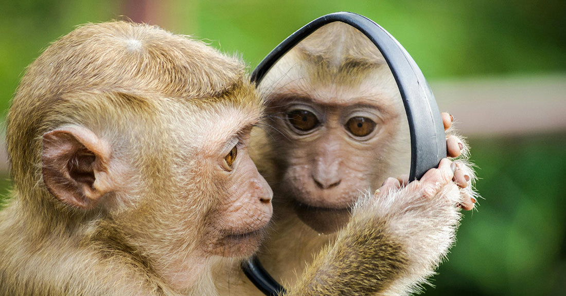 US Army Sounds Alarm as Aggressive Monkey Nears Base Families