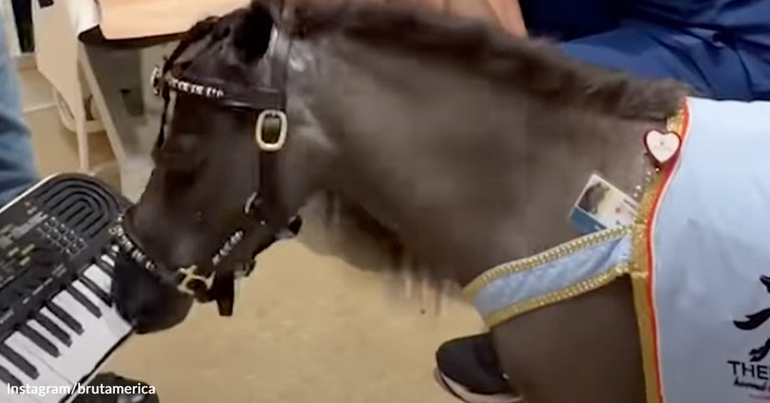 Aerial view of a moose resting on the forest floor beside a fallen animal carcass.
