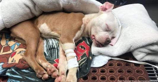 After Being Dumped & Left For Dead On Christmas, "Miracle" Dog Is Adopted By Officer Who Saved Her Life