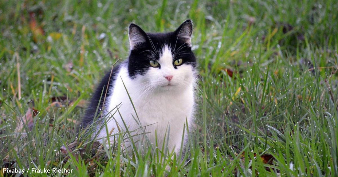 Stray Cat Gives Birth to Kittens in Woman's Home on the Anniversary of Her Mother's Death