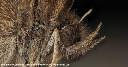 Michigan's Rare Mitchell's Satyr Butterfly Teeters on the Brink of Extinction