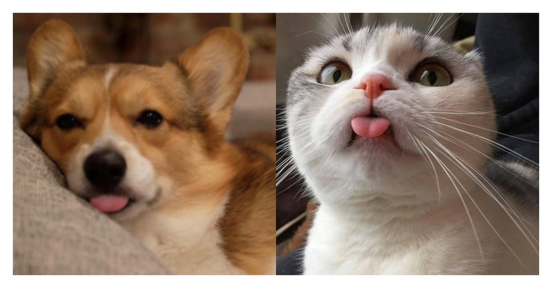 The Mlem, Boop, And Blep: What Your Pets Are Really Doing