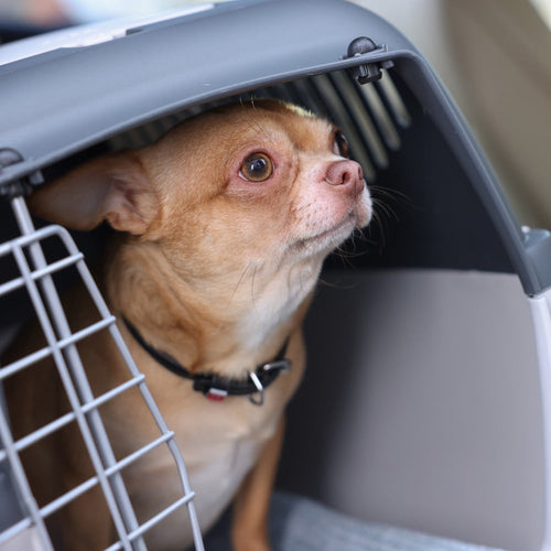 A small tan Chihuahua peers out from an open pet carrier placed on a car seat.