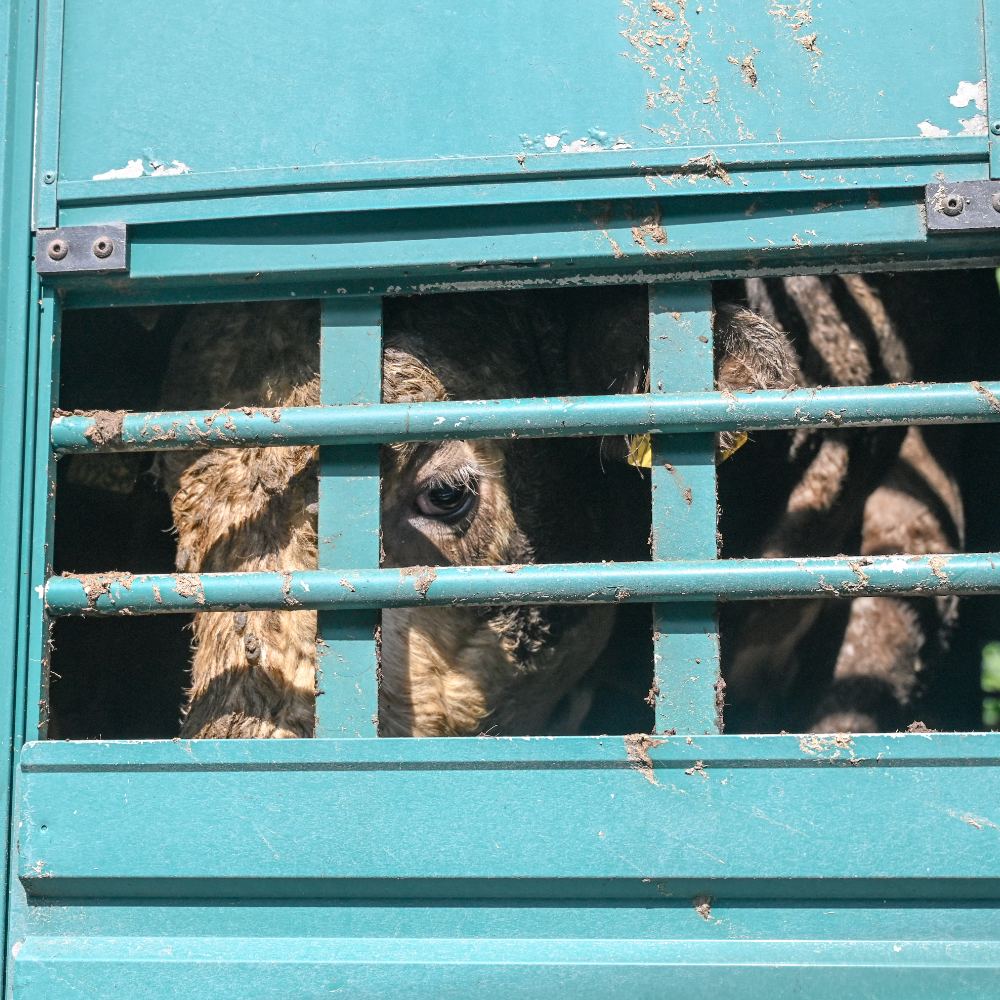 A shaggy animal peers through the metal bars of a teal-painted livestock transport trailer.