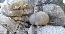 Close-up of a naked mole-rat resting against another mole-rat in a burrow-like enclosure.