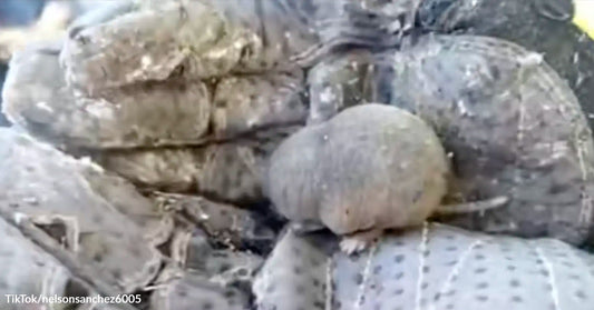 Close-up of a naked mole-rat resting against another mole-rat in a burrow-like enclosure.