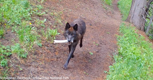 Yellowstone Wolves Captured On Video Bringing "Toys" Back To Den For Pups