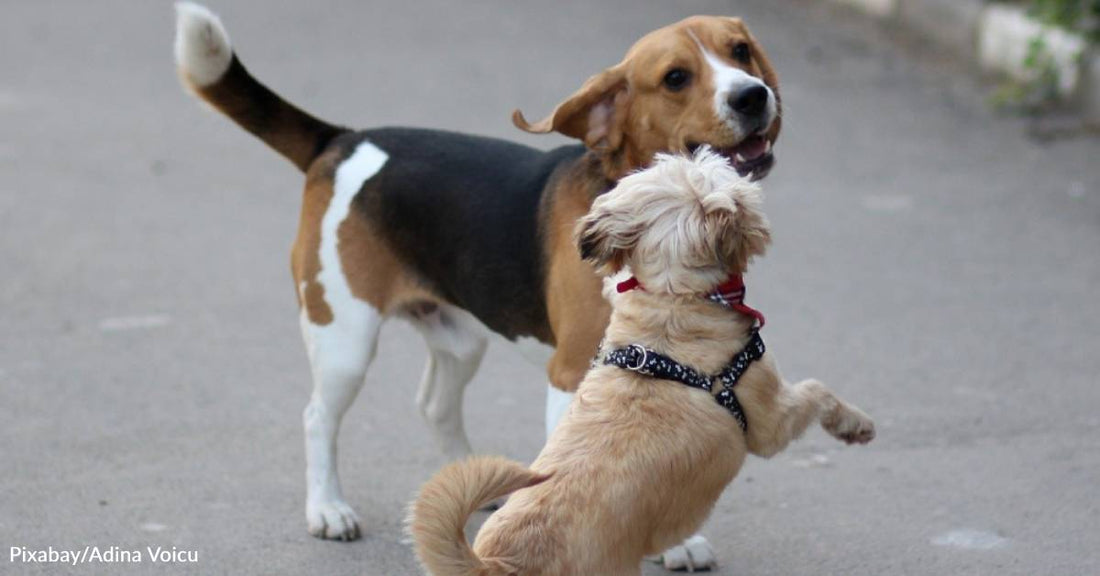 After Being Overlooked in Shelter, Bonded Older Dogs Finally Find a Home Together