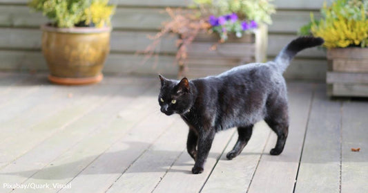 Stray Cat Brings Kittens Over to Friendly People Who Feed Her