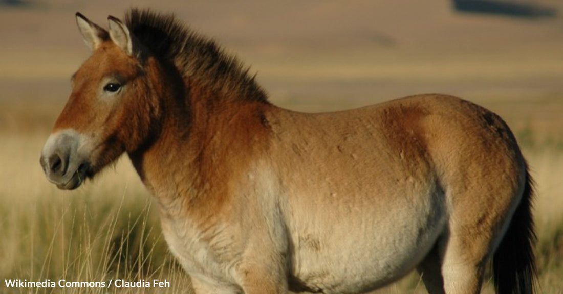 Mongolia's Wild Przewalski's Horses Leap Back from the Brink of Extinction