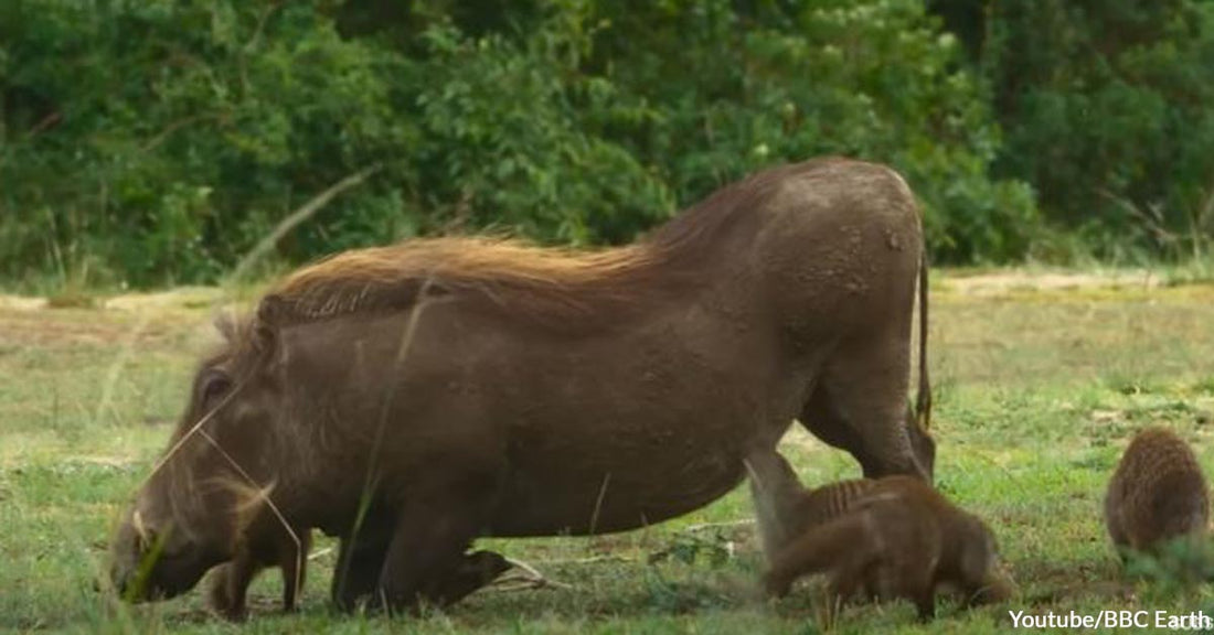 A Day in The Life of Friendly Mongooses with Their Warthog Neighbors