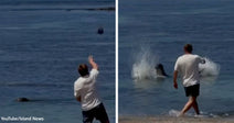 Split image showing a man gesturing toward a Hawaiian monk seal in the water on the left and wading toward the seal amid splashing on the right.