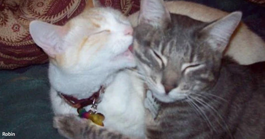 Two snuggling cats on a cozy bed.