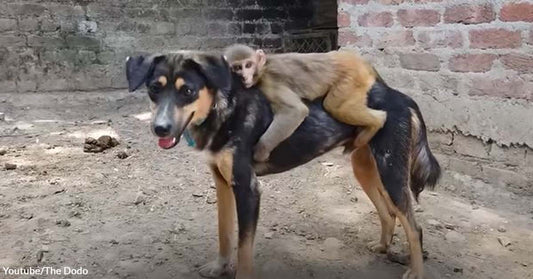 Young Monkey Found the Friendship She Was Looking For in Munnu the Dog